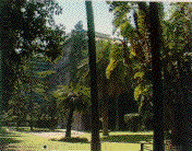 palreal2.gif (15034 byte)