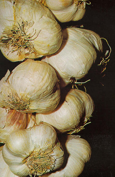 Aglio2.JPG (69311 byte)