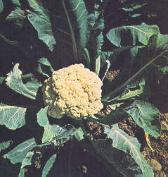 Cavolo.JPG (16232 byte)