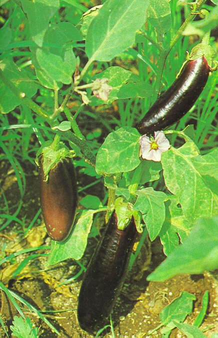 Melanzane.JPG (77276 byte)