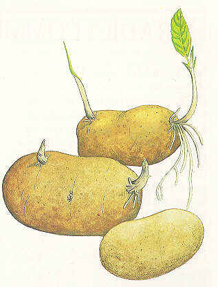 Patate.JPG (21197 byte)