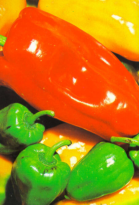 Peperoni.JPG (51696 byte)