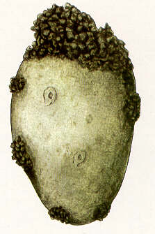 RognaPatata.JPG (14785 byte)