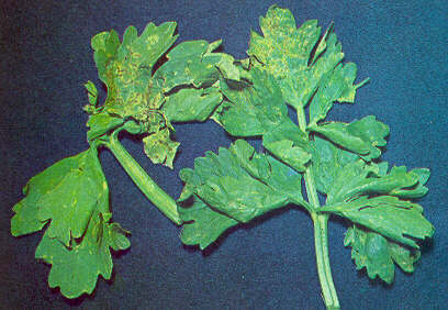 SedanoSeptoriosiRuggine.JPG (29926 byte)