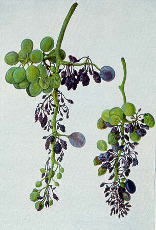 UvaPeronospora.JPG (28214 byte)